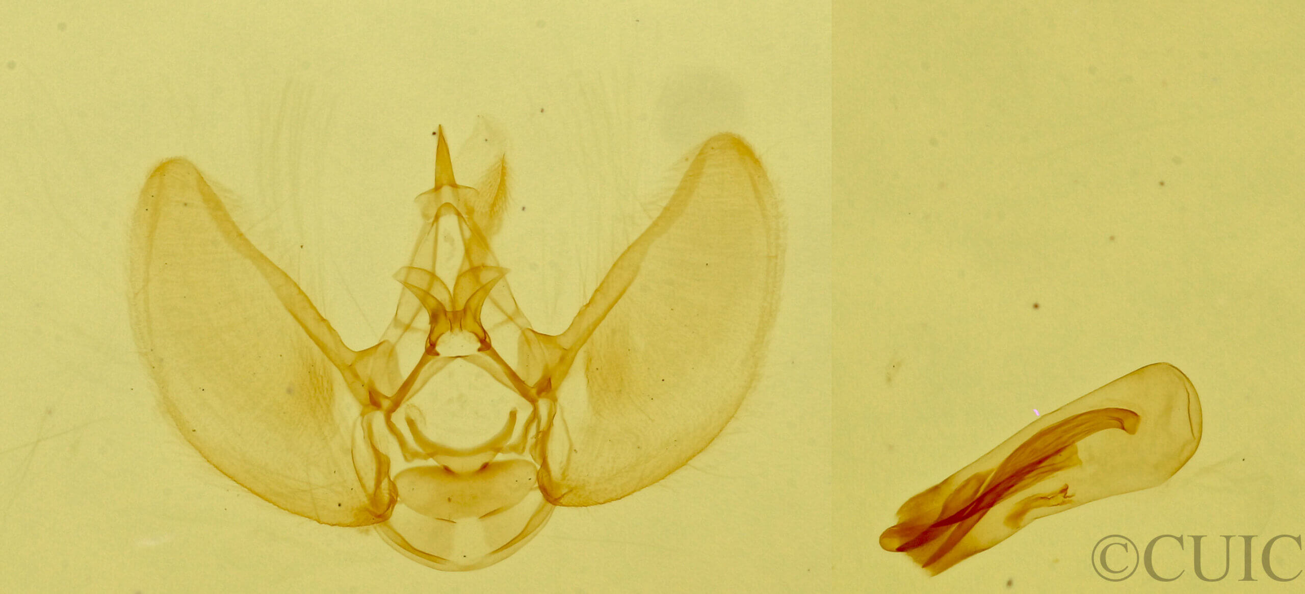 genitalia view of adult Eupithecia sp.