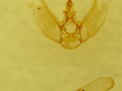 genitalia view of adult Eupithecia sp.