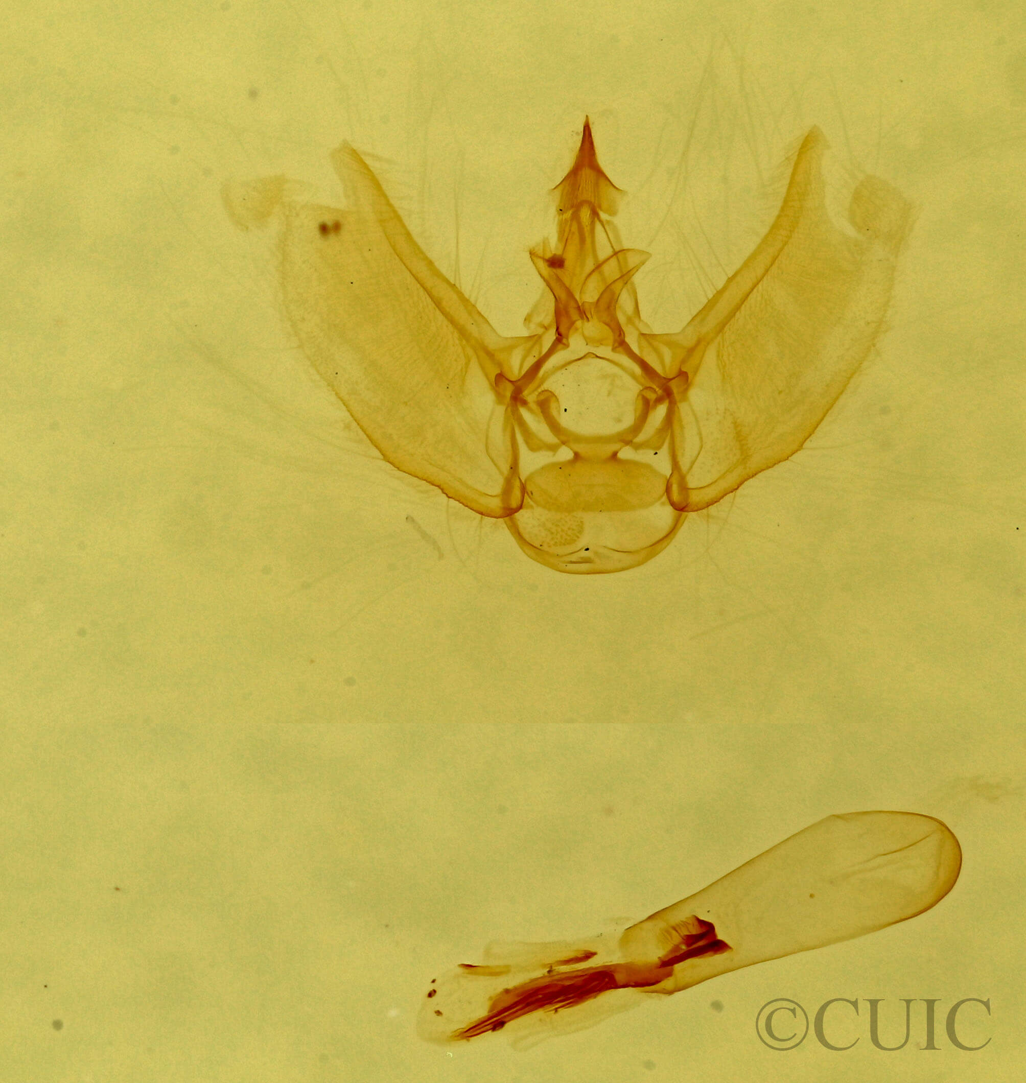 genitalia view of adult Eupithecia sp.