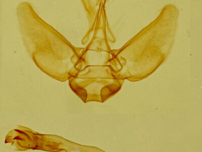 genitalia view of adult Eupithecia sp.
