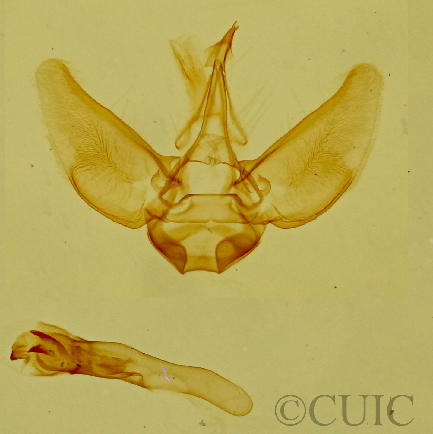 genitalia view of adult Eupithecia sp.