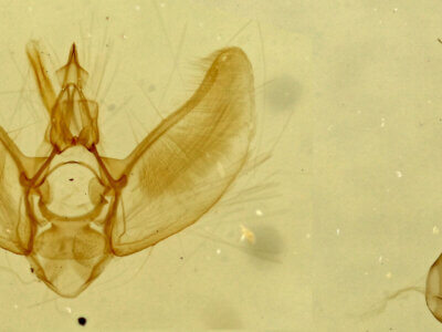 genitalia view of adult Eupithecia sp.