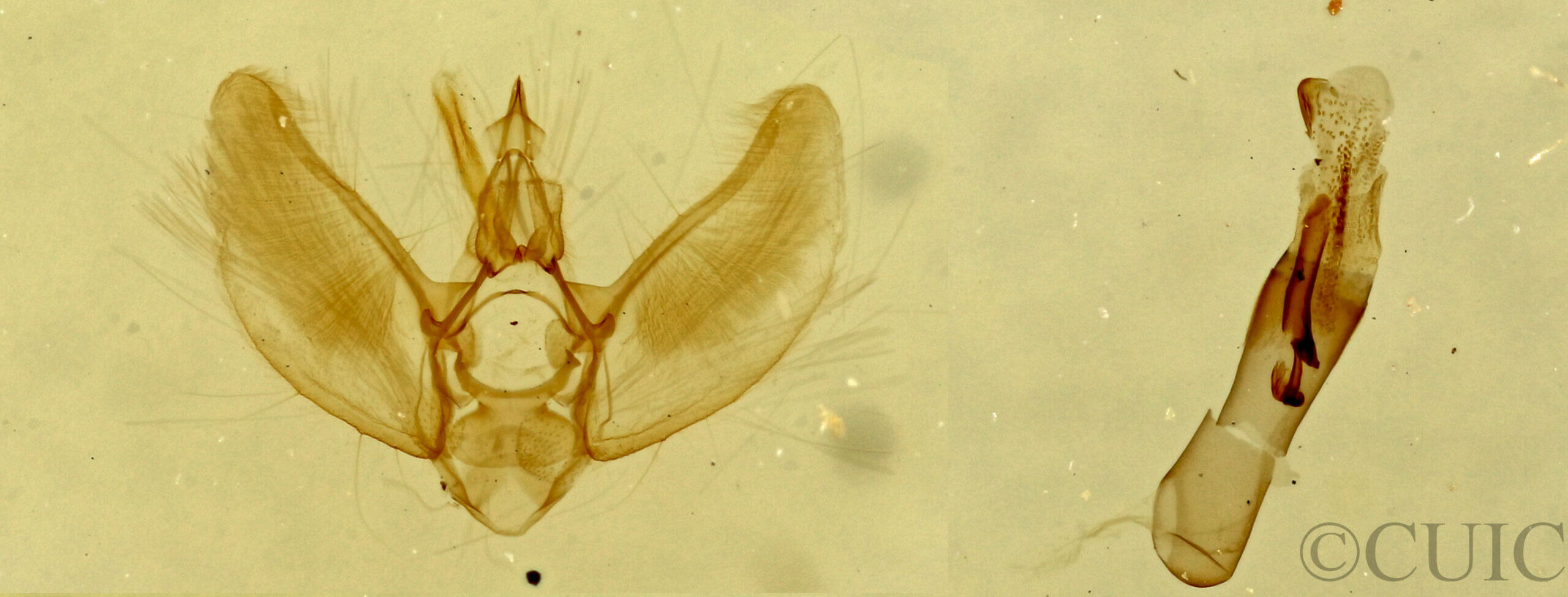 genitalia view of adult Eupithecia sp.