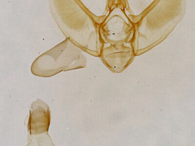 genitalia view of adult Eupithecia sp.