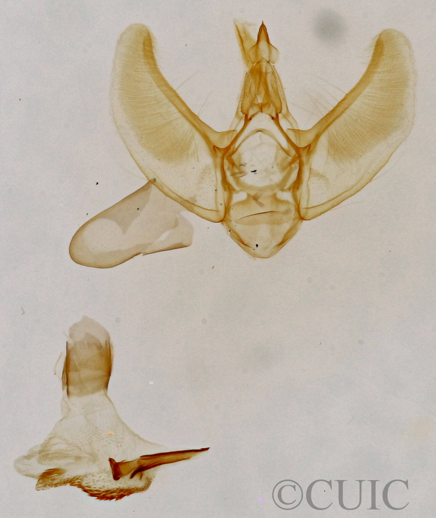 genitalia view of adult Eupithecia sp.