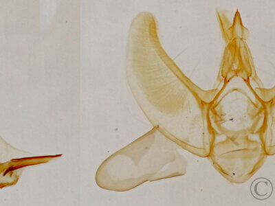 genitalia view of adult Eupithecia sp.