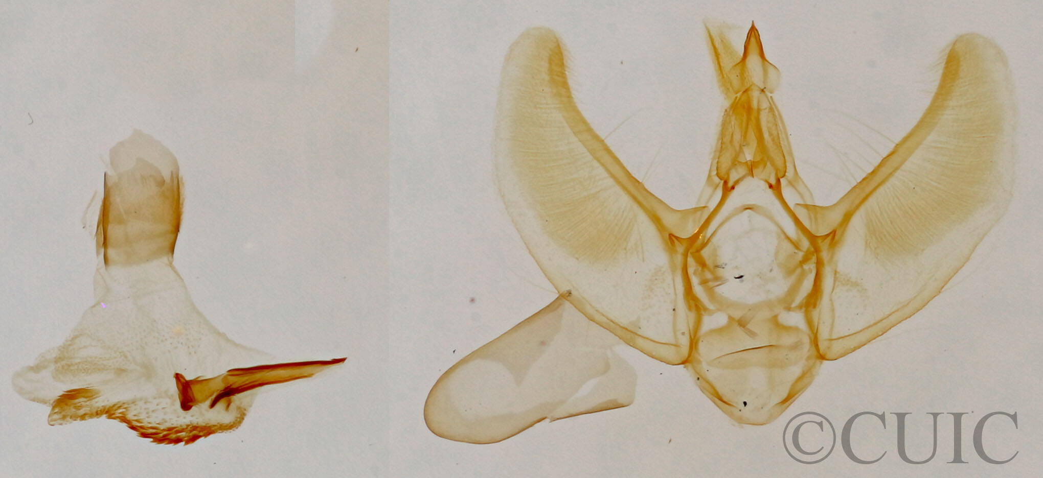genitalia view of adult Eupithecia sp.