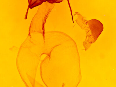 genitalia view of adult Euxoa bochus