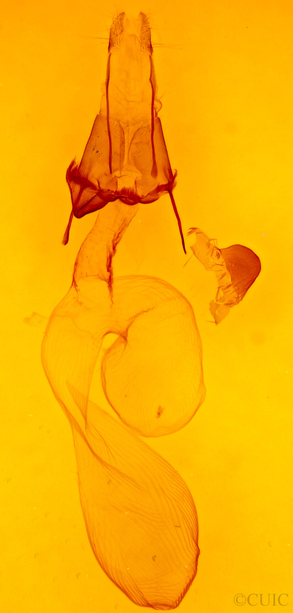 genitalia view of adult Euxoa bochus