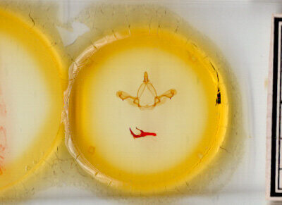 slide view of adult Paraeschra georgica