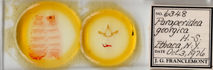 slide view of adult Paraeschra georgica