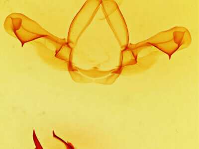 genitalia view of adult Paraeschra georgica