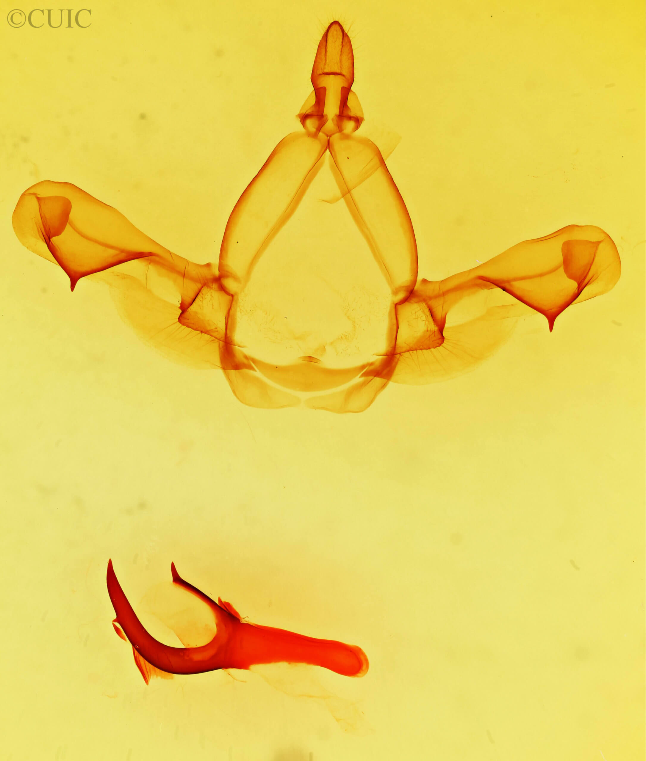 genitalia view of adult Paraeschra georgica