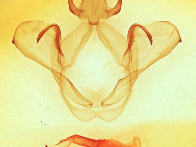 genitalia view of adult Heterocampa pulverea?