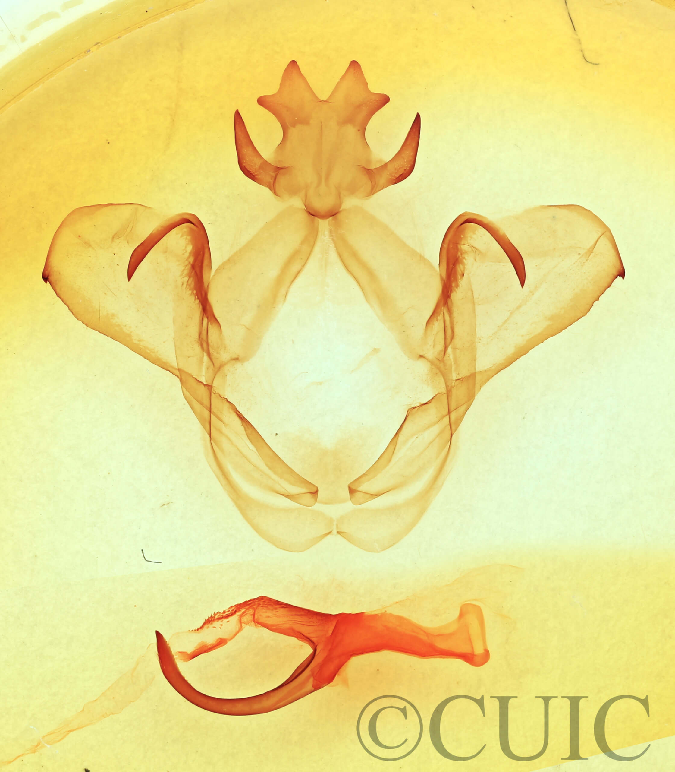 genitalia view of adult Heterocampa pulverea?