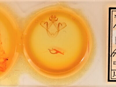 slide view of adult Heterocampa pulverea?