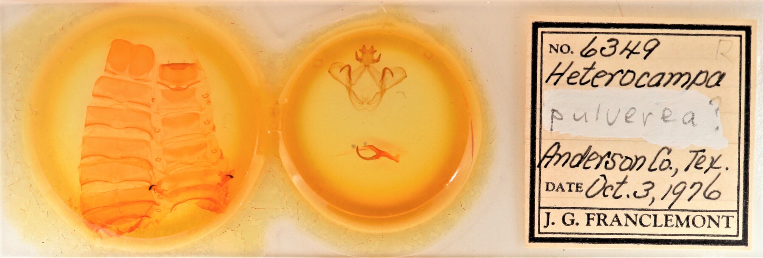 slide view of adult Heterocampa pulverea?