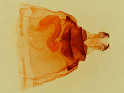 genitalia view of adult Pentobesa n. sp. nr valta