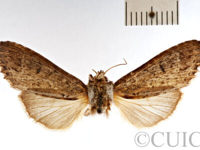 dorsal view of adult Pentobesa n. sp. nr valta