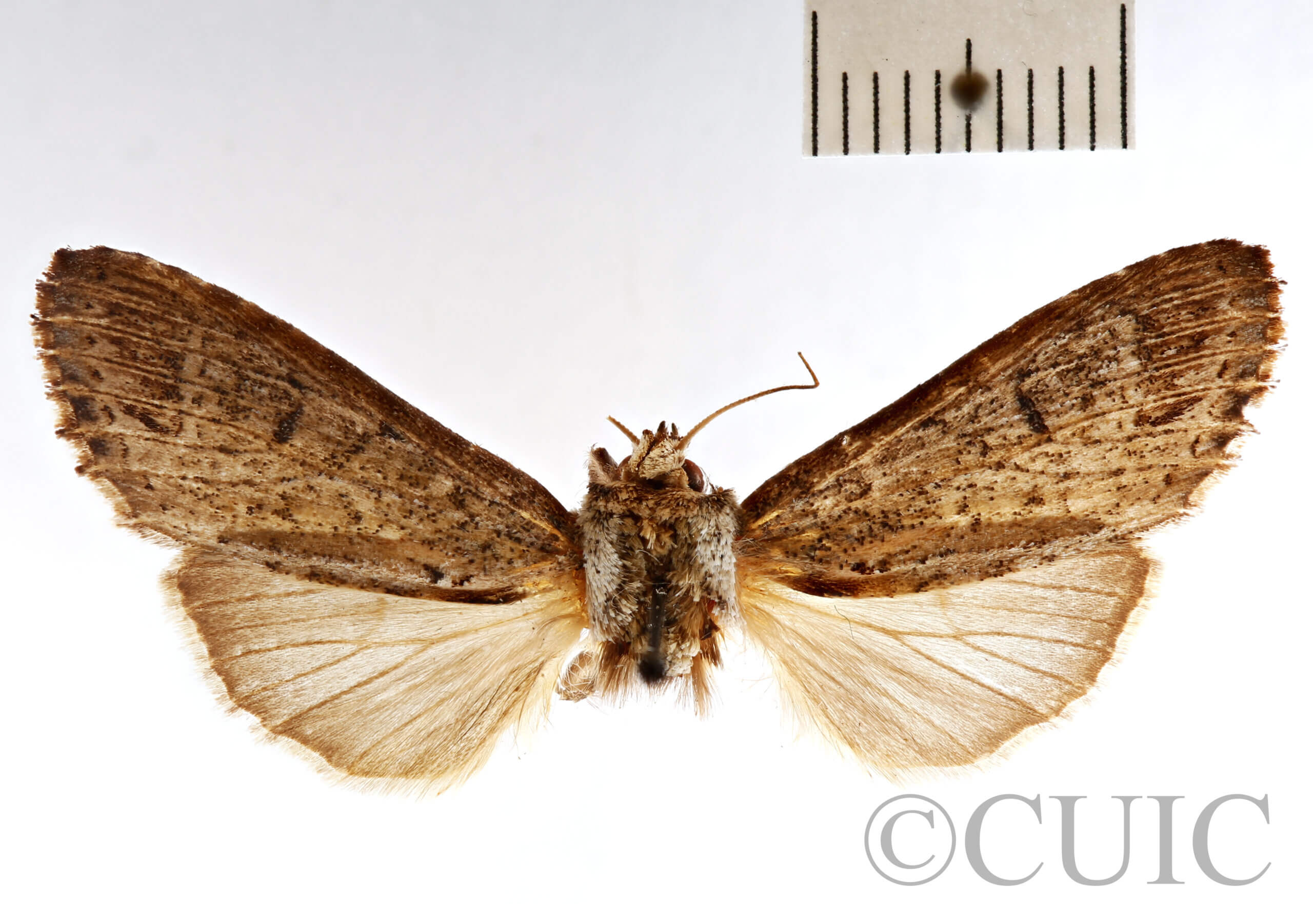 dorsal view of adult Pentobesa n. sp. nr valta