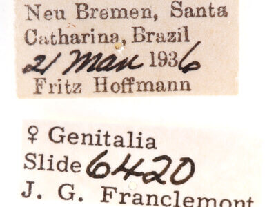 label view of adult Pentobesa n. sp. nr valta