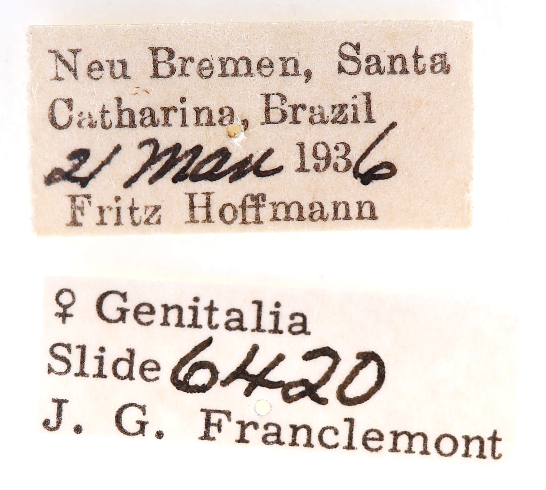 label view of adult Pentobesa n. sp. nr valta