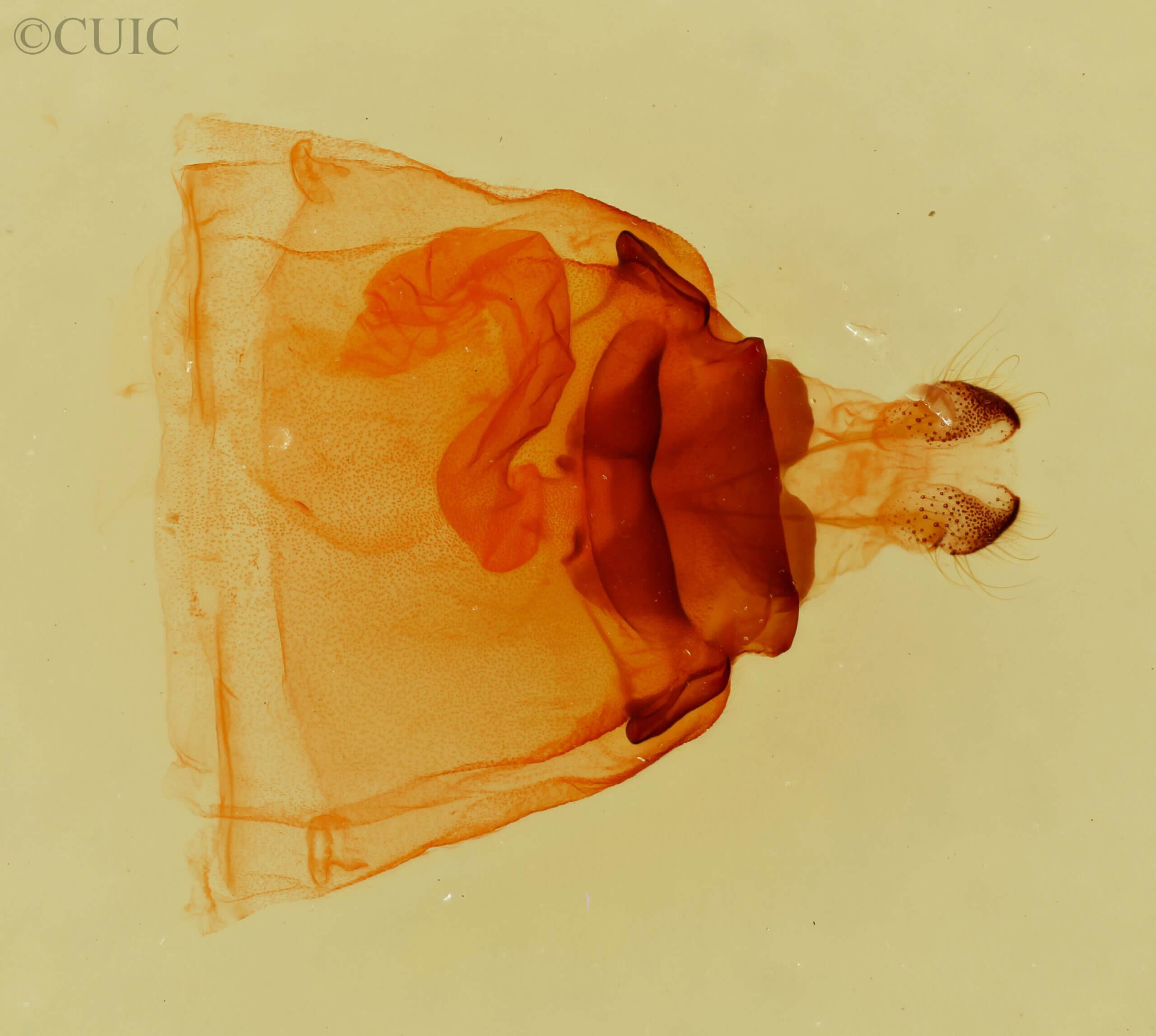 genitalia view of adult Pentobesa n. sp. nr valta