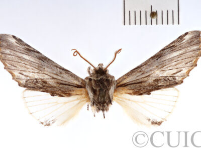 dorsal view of adult Ianassa cerriben