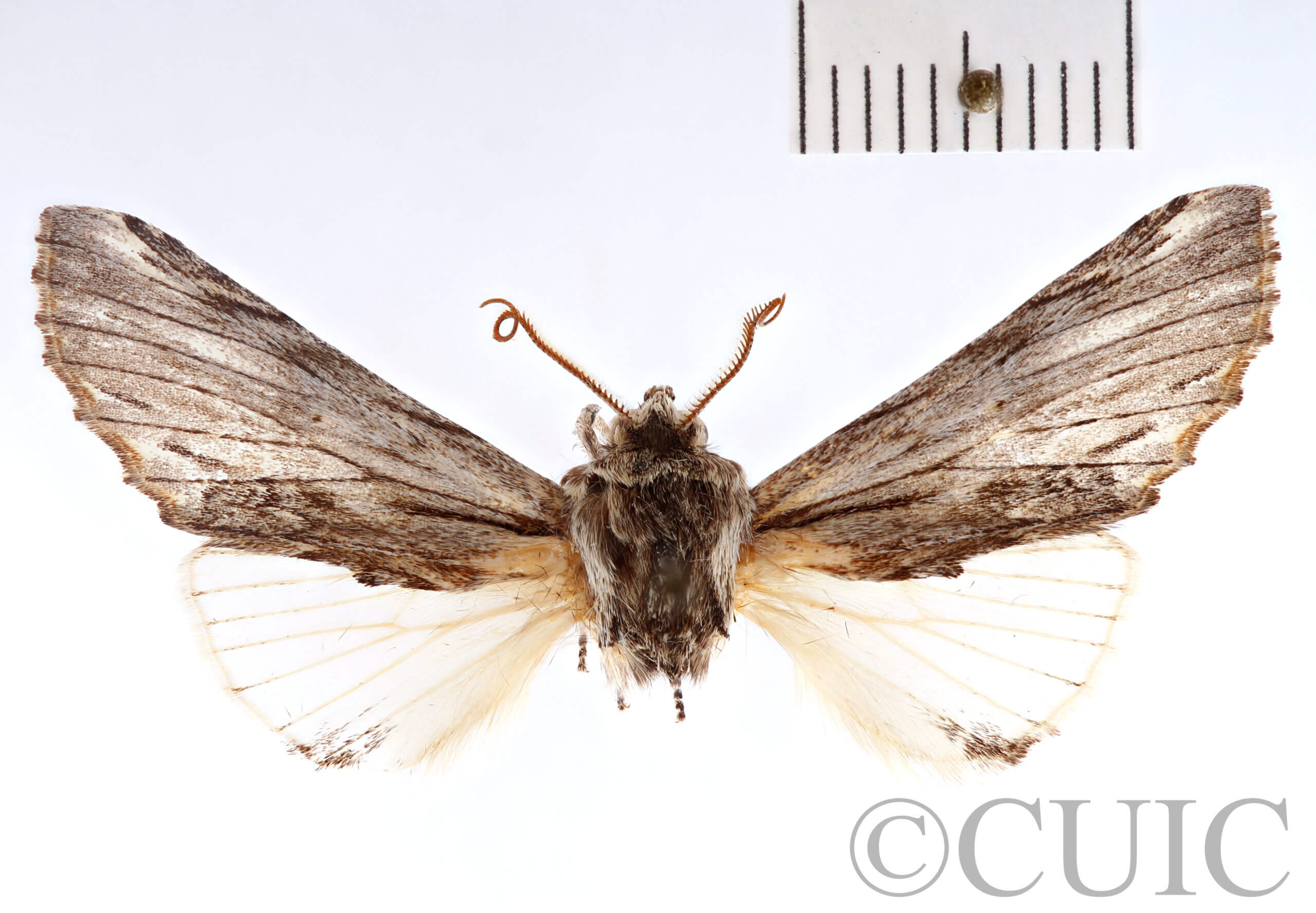 dorsal view of adult Ianassa cerriben