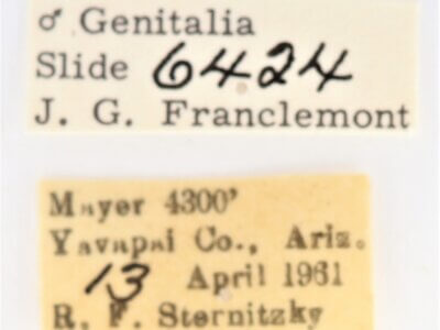 label view of adult Ianassa cerriben