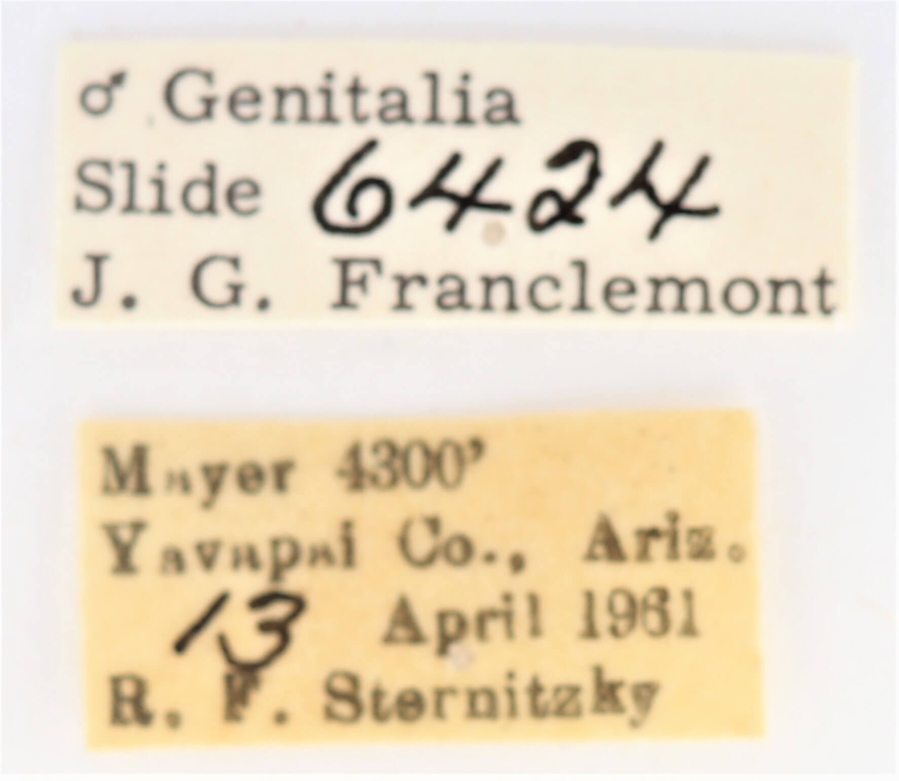 label view of adult Ianassa cerriben