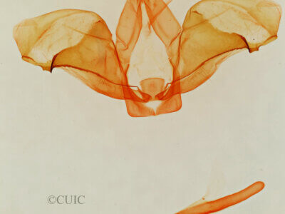 genitalia view of adult Ianassa cerriben