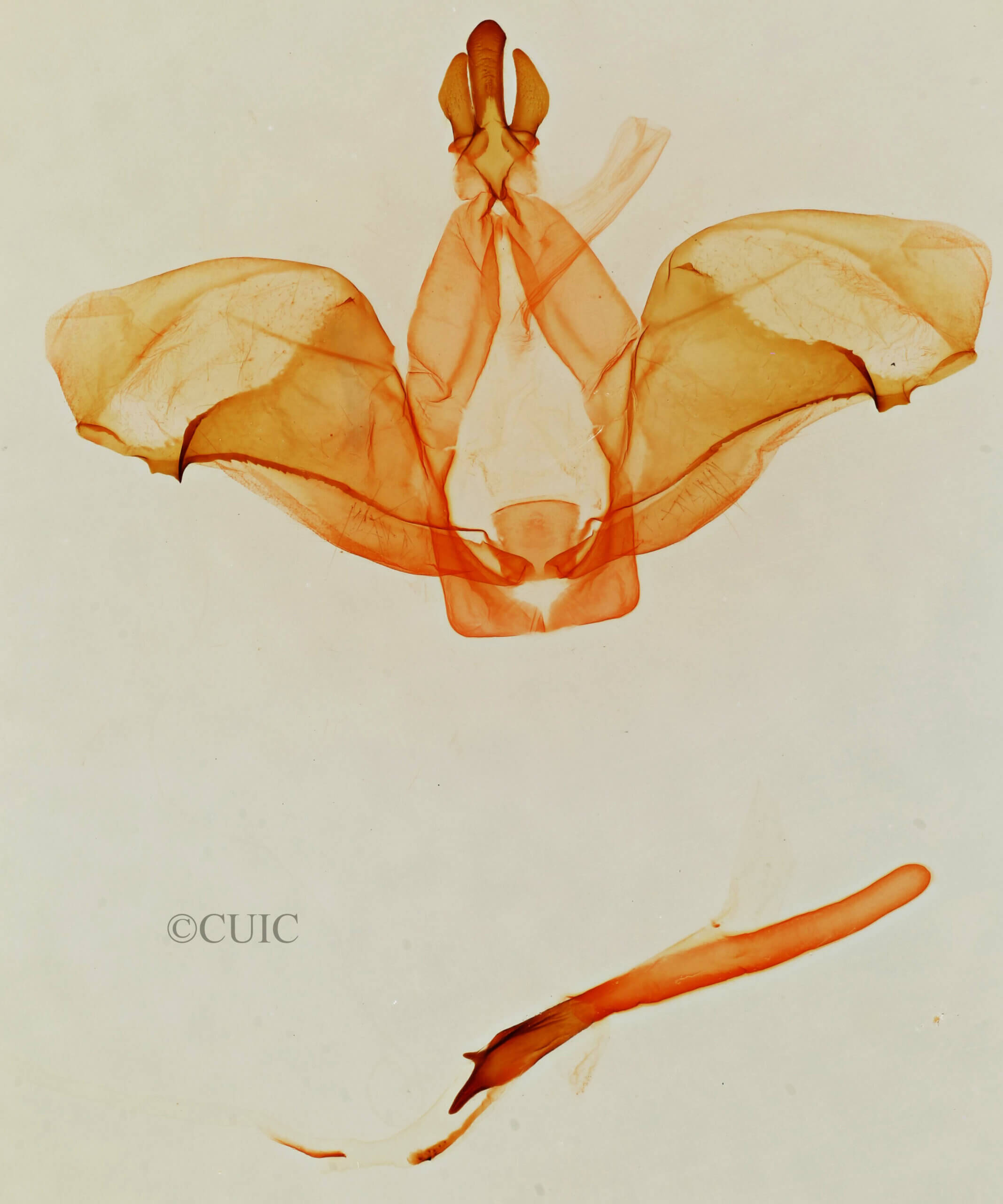 genitalia view of adult Ianassa cerriben