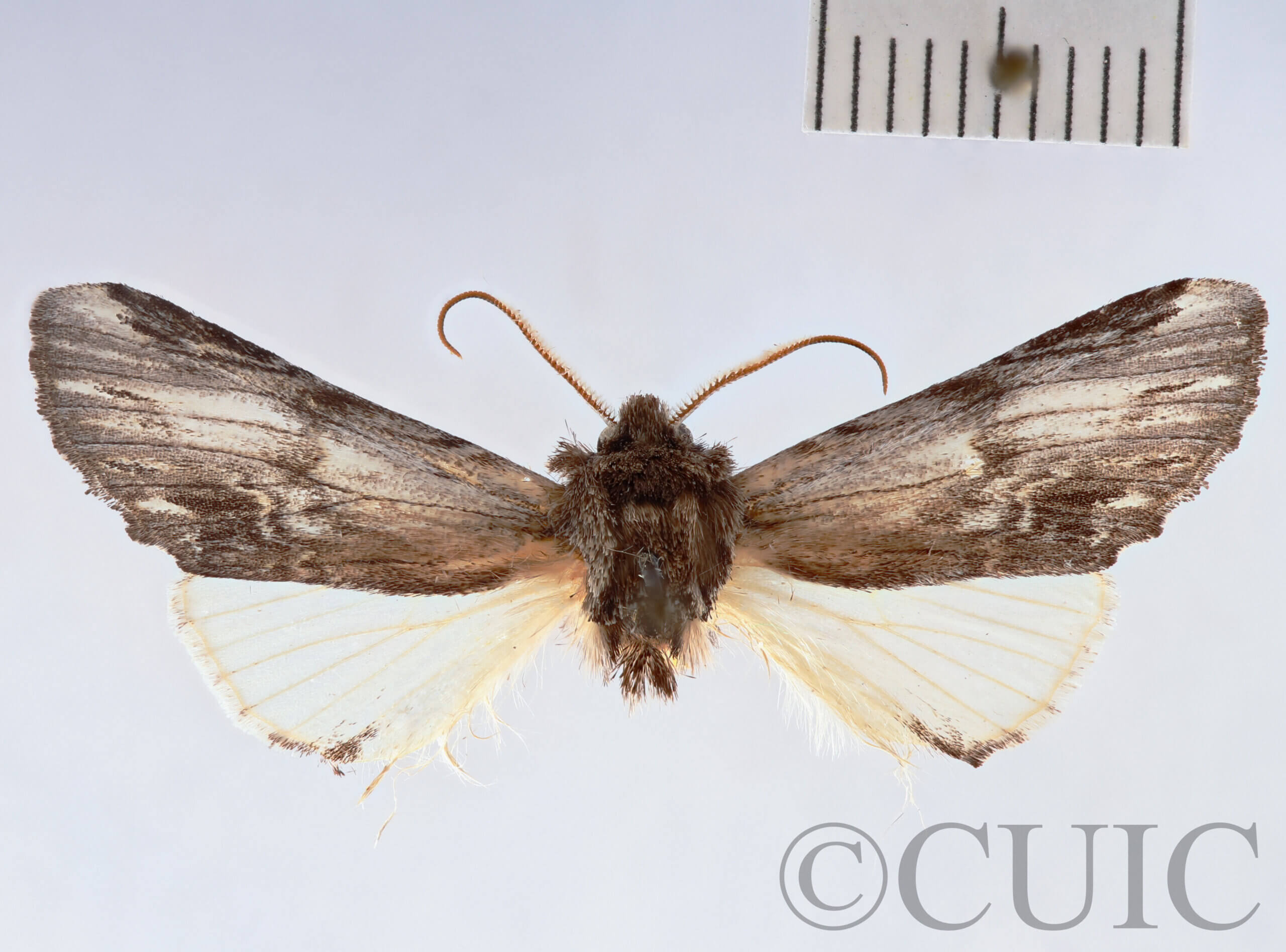 dorsal view of adult Ianassa pinalensis