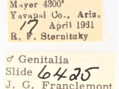 label view of adult Ianassa pinalensis