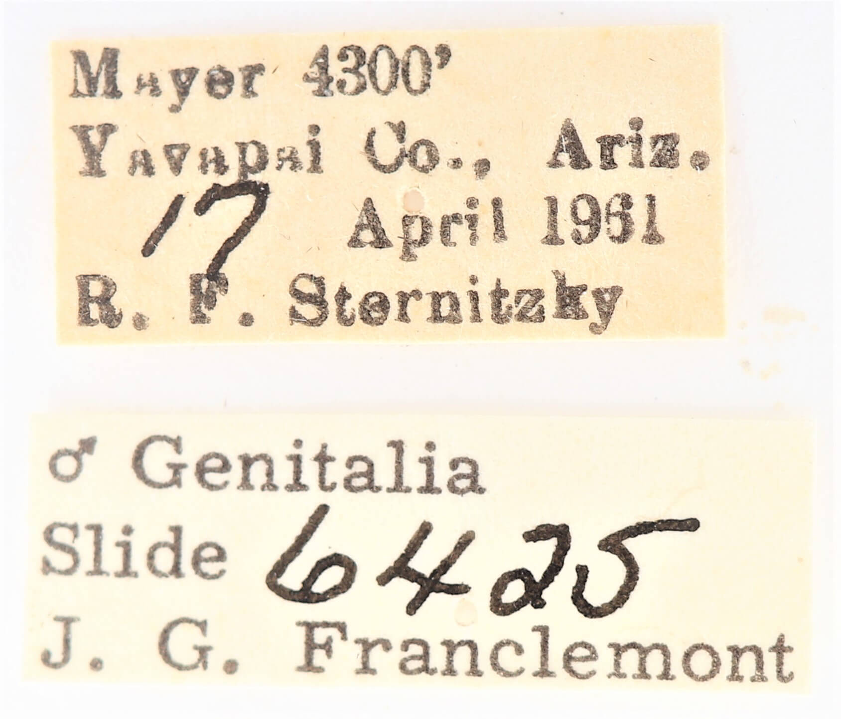 label view of adult Ianassa pinalensis