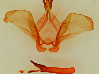 genitalia view of adult Ianassa pinalensis