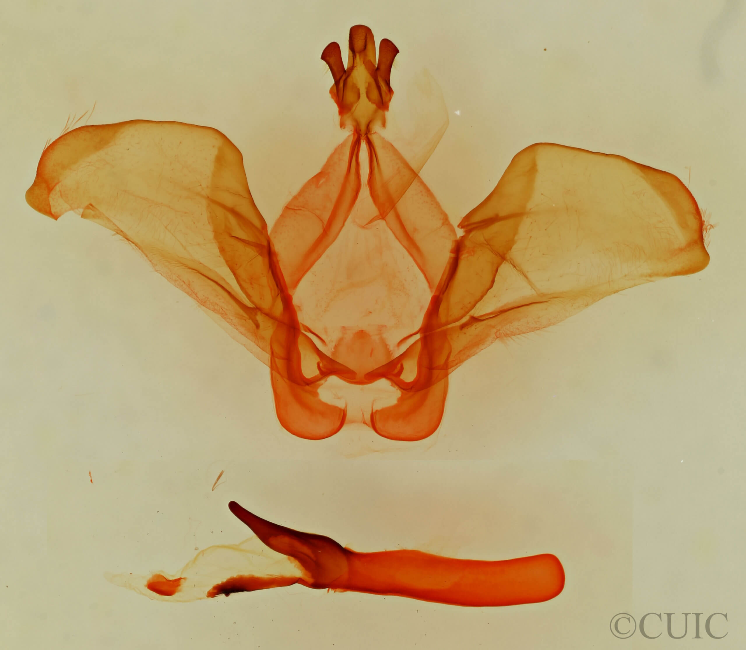 genitalia view of adult Ianassa pinalensis