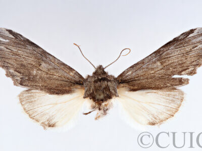 dorsal view of adult Ianassa diablo