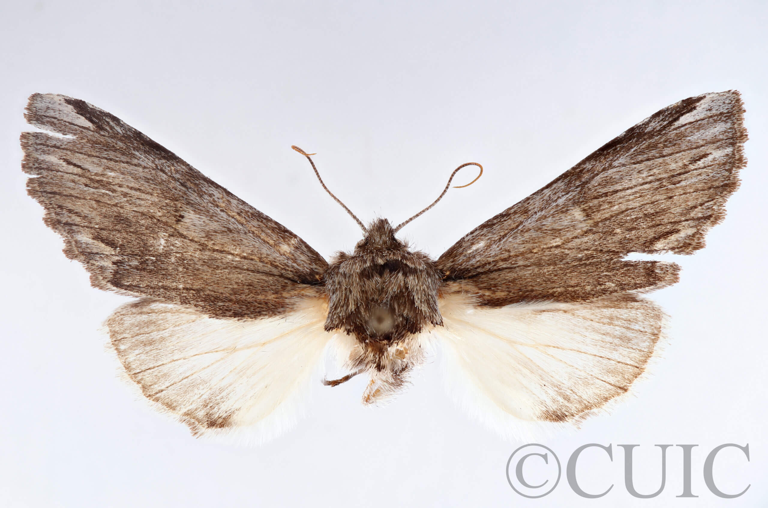 dorsal view of adult Ianassa diablo