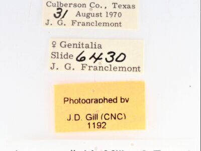 label view of adult Ianassa diablo