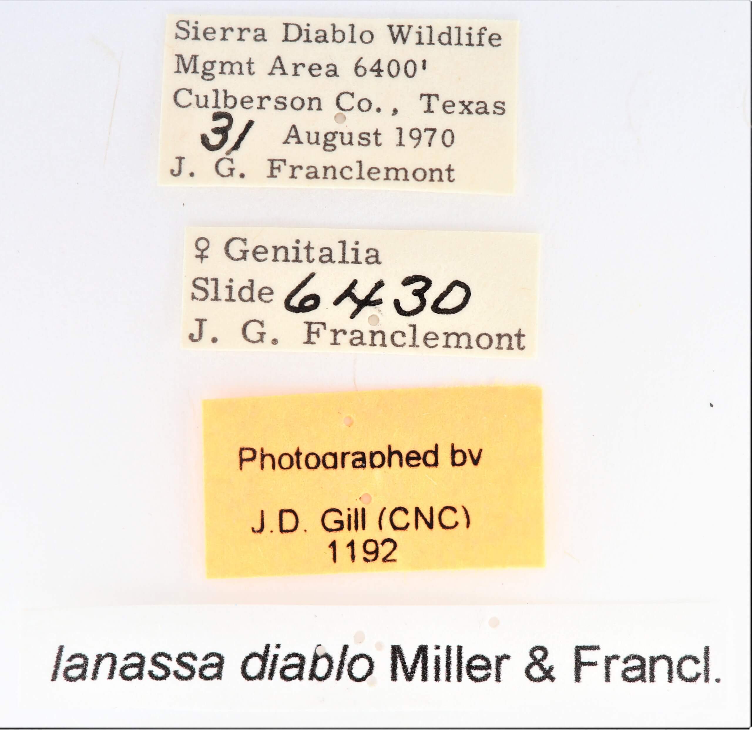 label view of adult Ianassa diablo