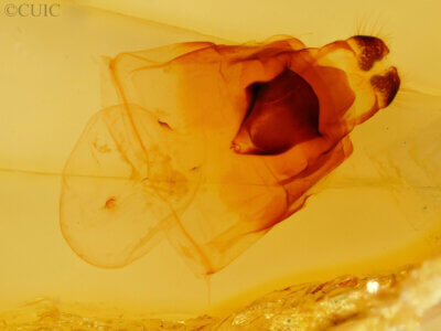 genitalia view of adult Ianassa diablo