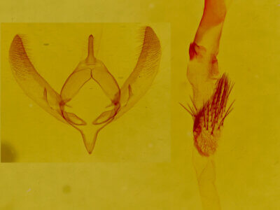 genitalia view of adult Redingtonia alba