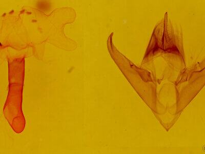 genitalia view of adult Opharus? muricolor