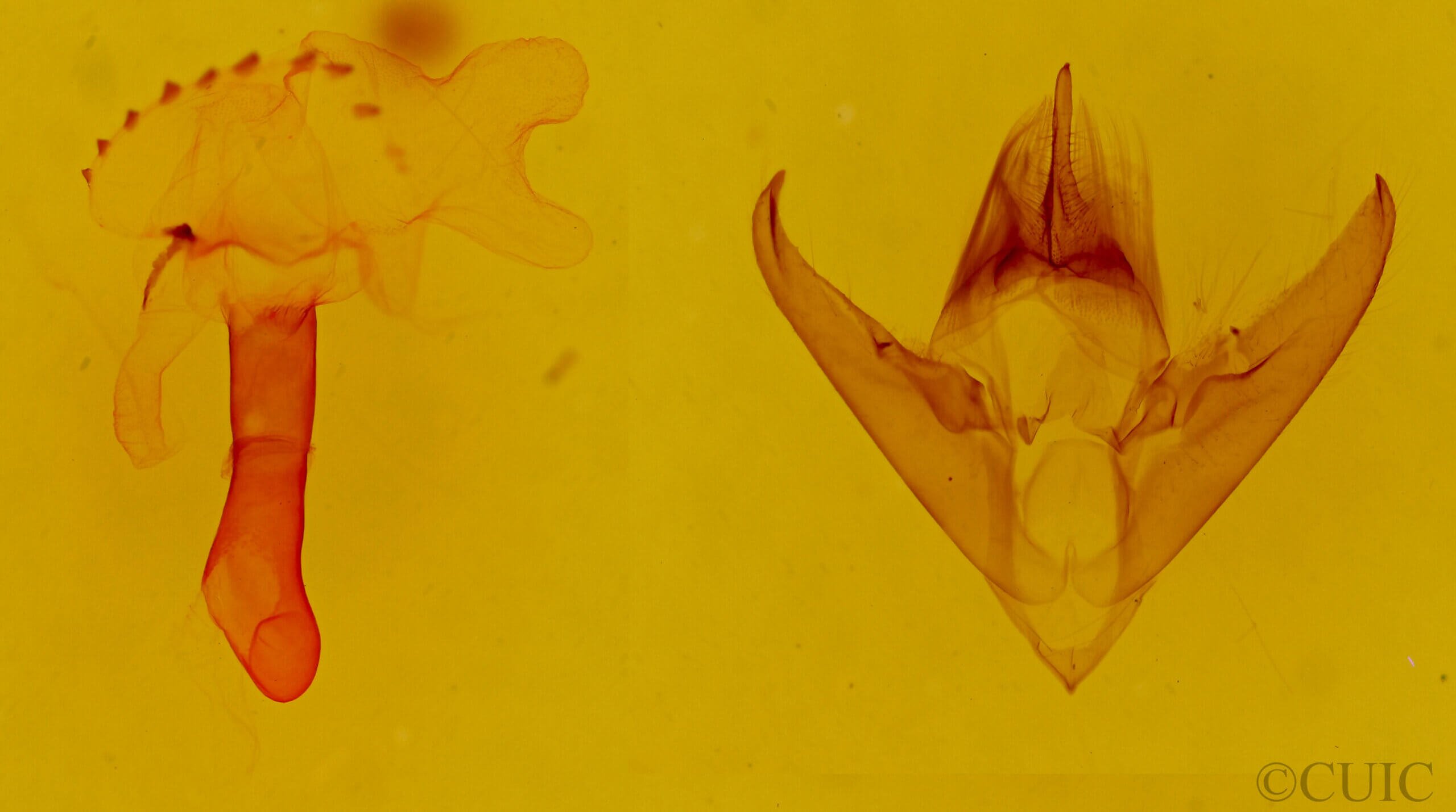 genitalia view of adult Opharus? muricolor