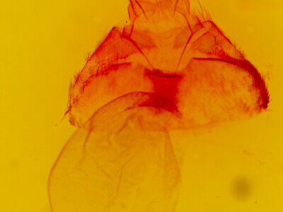 genitalia view of adult Opharus? muricolor