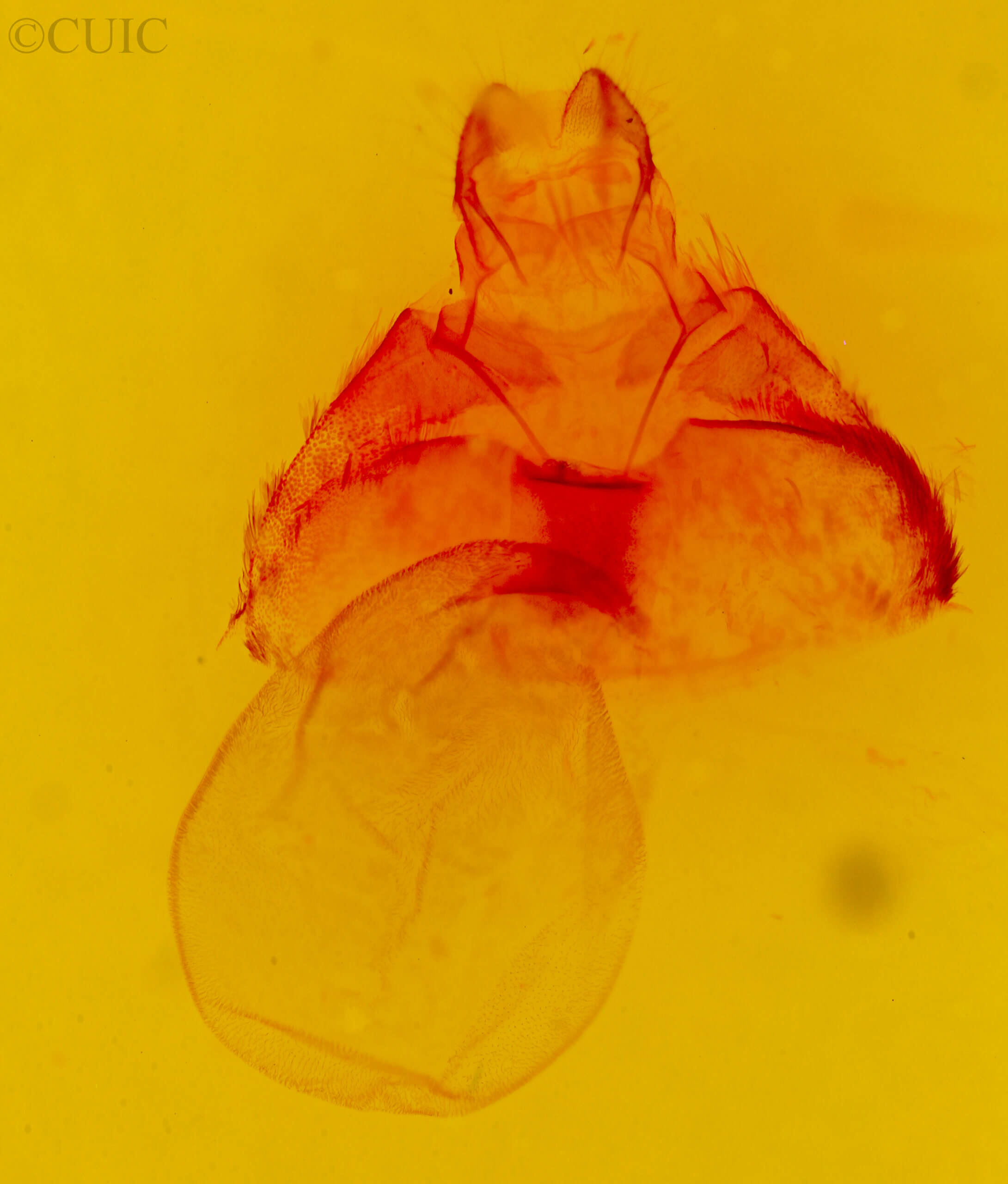 genitalia view of adult Opharus? muricolor