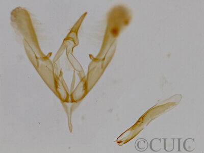 genitalia view of adult Tripudia inquaesita (=damozela?)