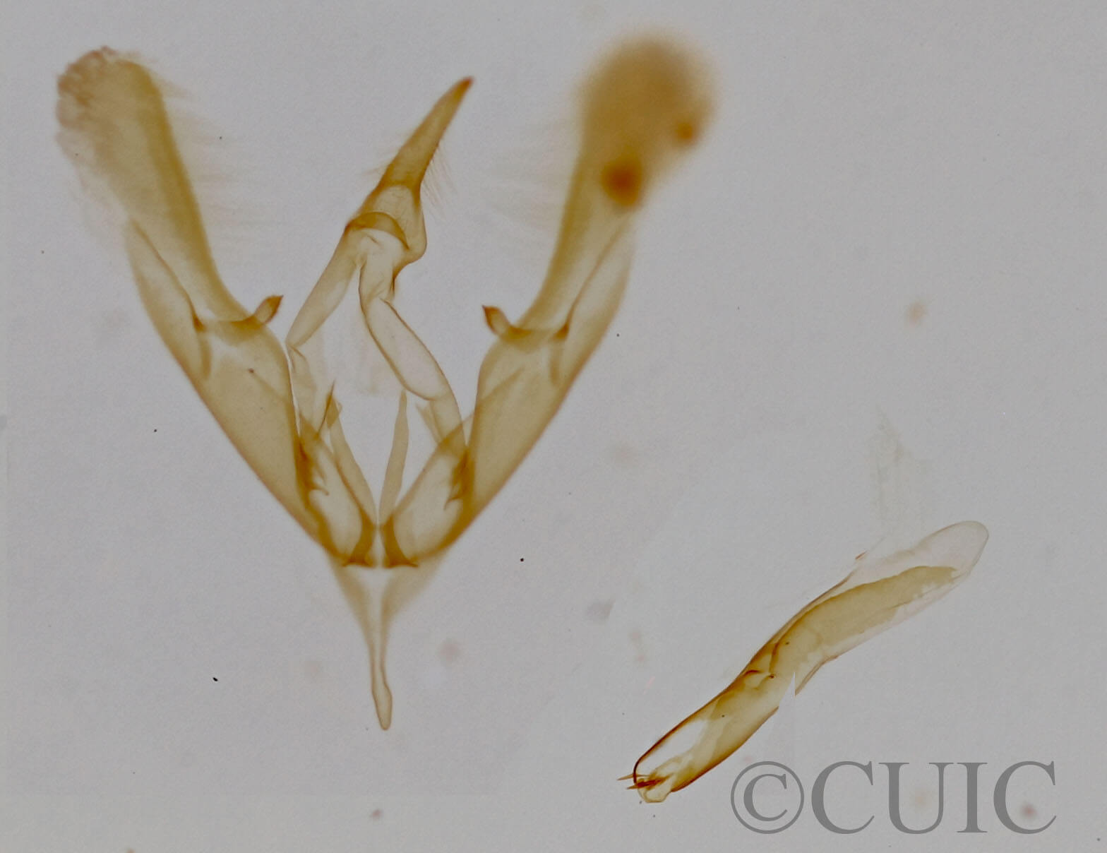 genitalia view of adult Tripudia inquaesita (=damozela?)